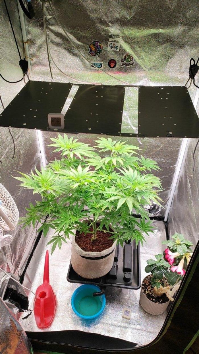 UKHTA (bonus unknown seed). Week 6 - 42day