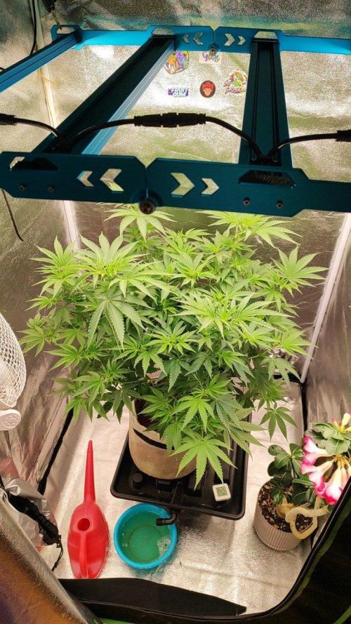 UKHTA (bonus unknown seed). Week 7