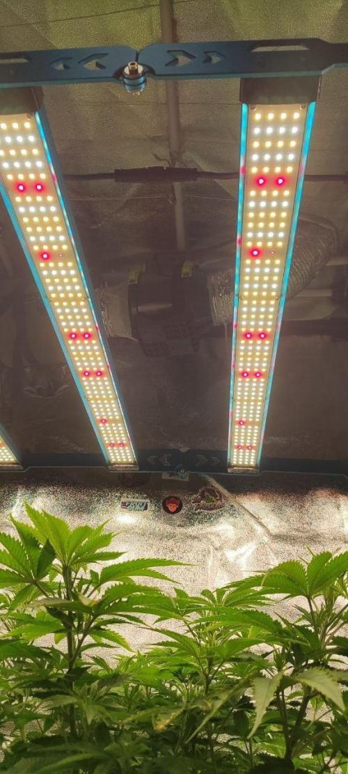 UKHTA (bonus unknown seed). Week 7