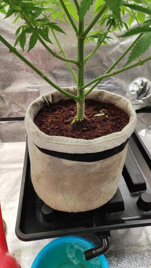 UKHTA (bonus unknown seed). Week 7