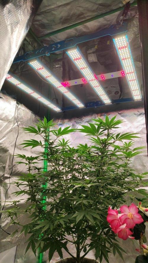 UKHTA (bonus unknown seed). Week 8