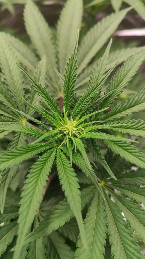 UKHTA (bonus unknown seed). Week 8