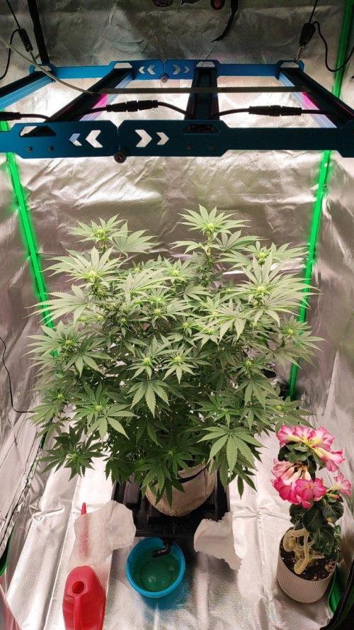 UKHTA (bonus unknown seed). Week 8