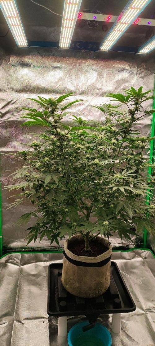 UKHTA (bonus unknown seed). Week 9