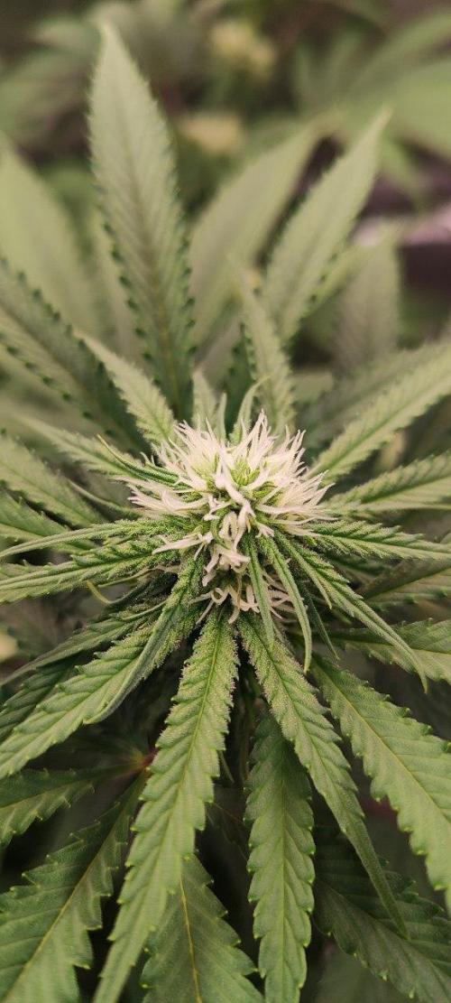 UKHTA (bonus unknown seed). Week 9