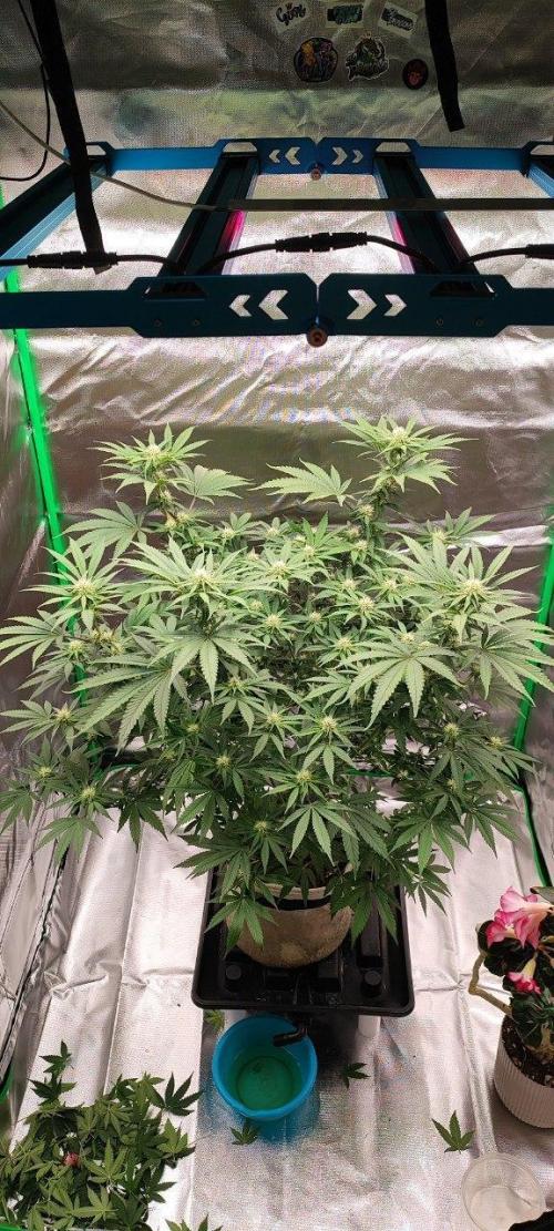 UKHTA (bonus unknown seed). Week 9