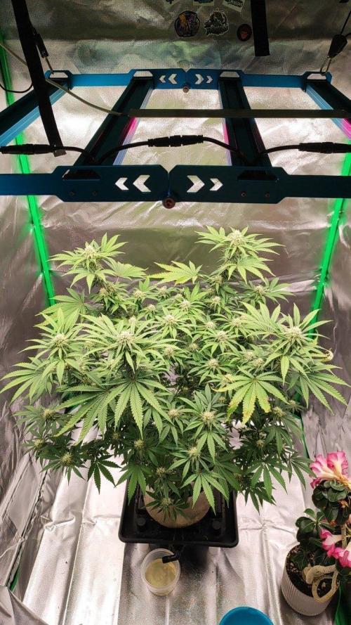 UKHTA (bonus unknown seed). Week 10