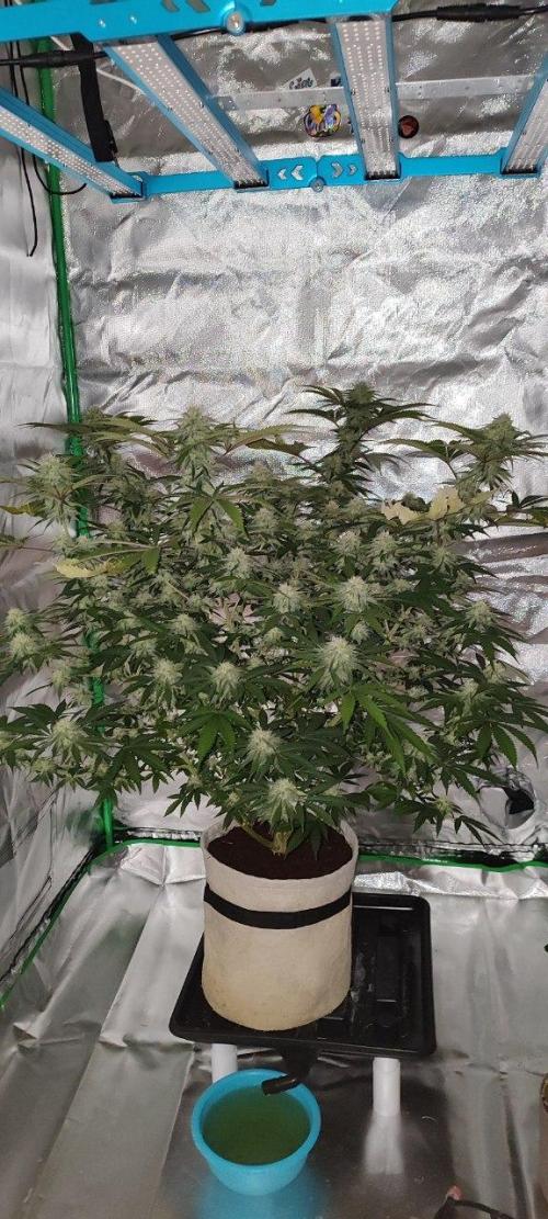 UKHTA (bonus unknown seed). Week 10