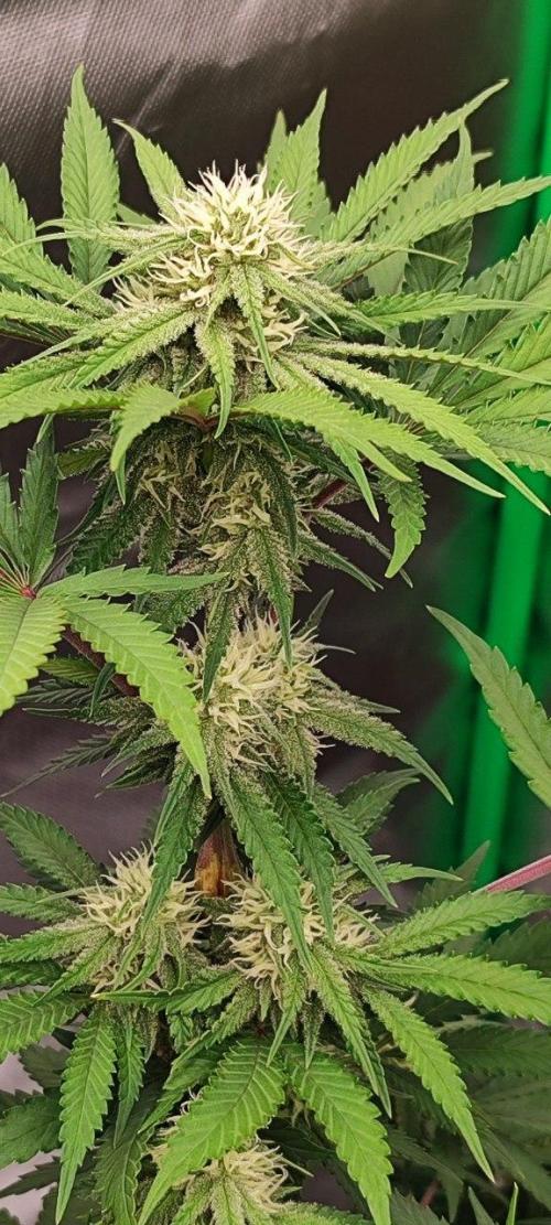 UKHTA (bonus unknown seed). Week 10