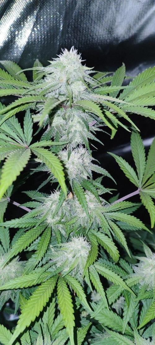 UKHTA (bonus unknown seed). Week 10