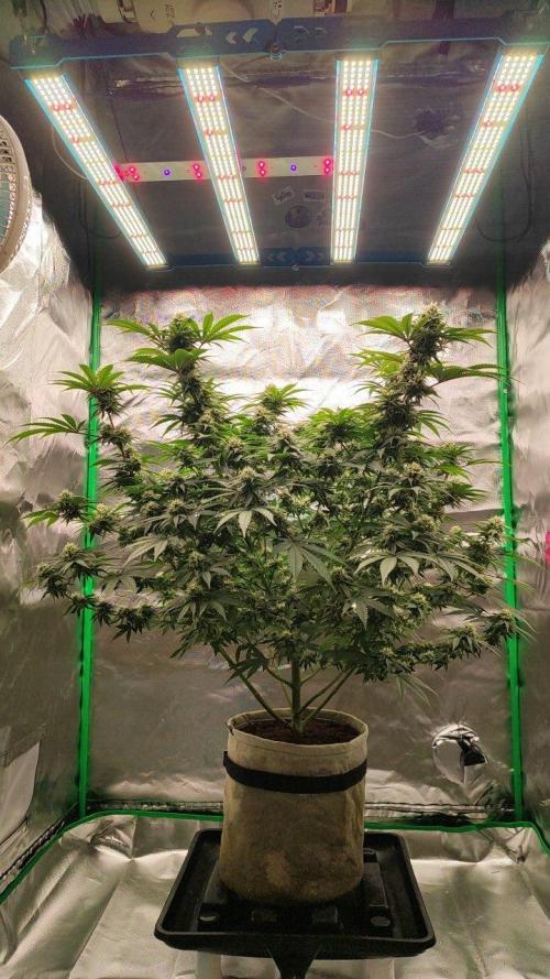 UKHTA (bonus unknown seed). Week 11