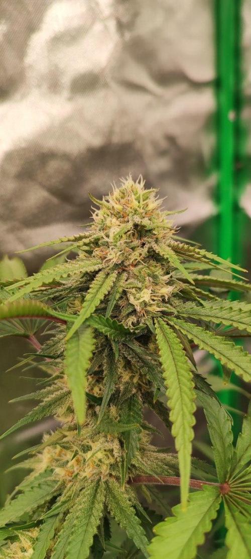 UKHTA (bonus unknown seed). Week 11