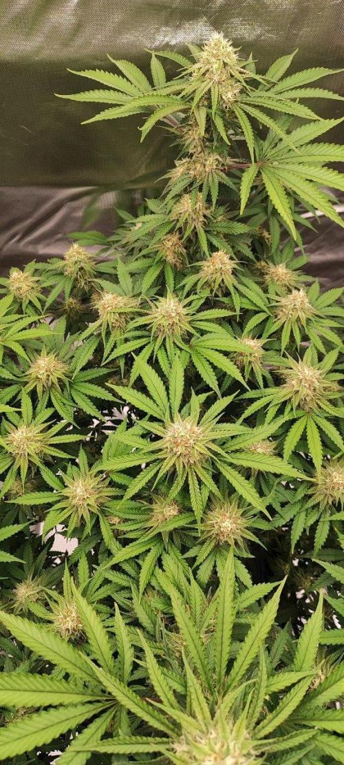 UKHTA (bonus unknown seed). Week 11