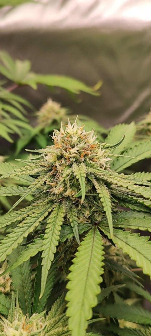 UKHTA (bonus unknown seed). Week 11