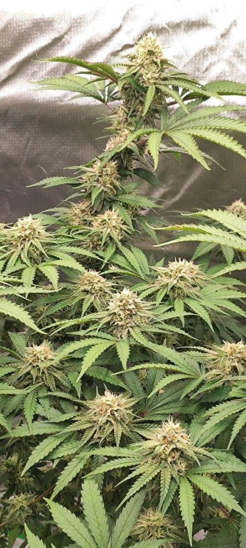 UKHTA (bonus unknown seed). Week 11