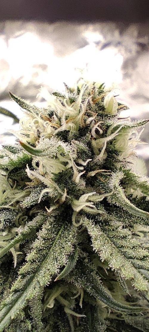 UKHTA (bonus unknown seed). Week 11