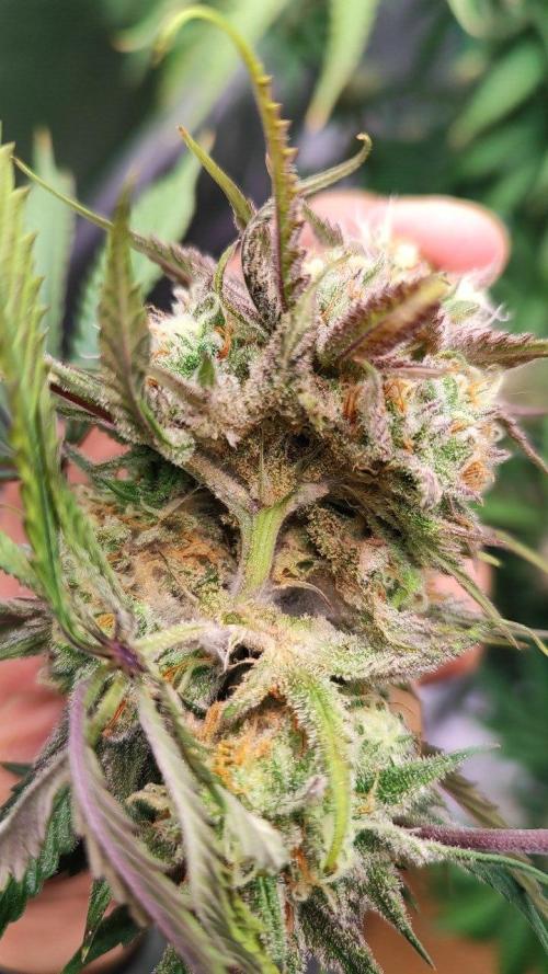 UKHTA (bonus unknown seed). Week 12 - MOLD