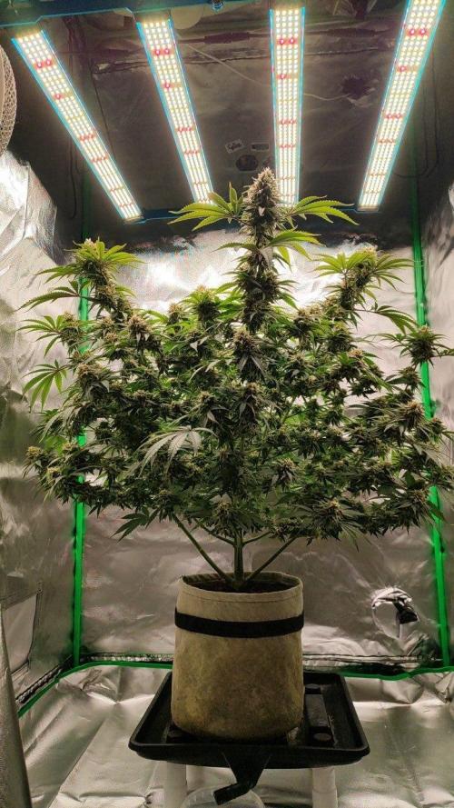 UKHTA (bonus unknown seed). Week 12