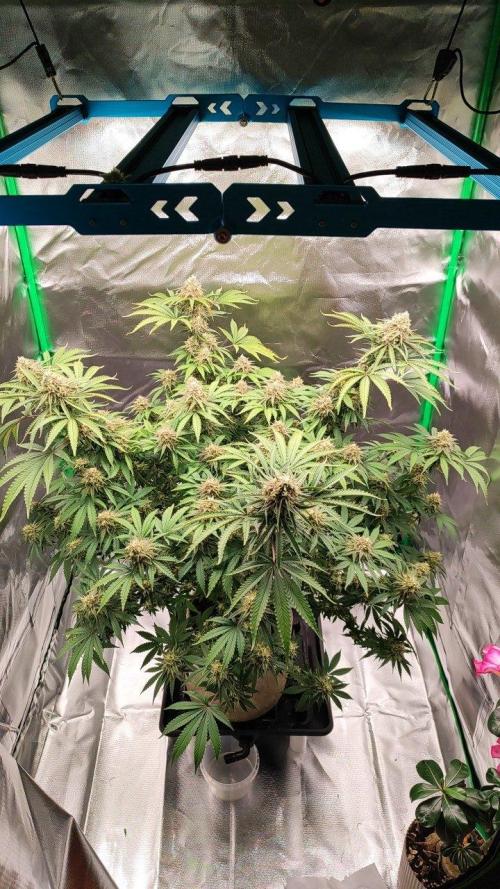 UKHTA (bonus unknown seed). Week 12