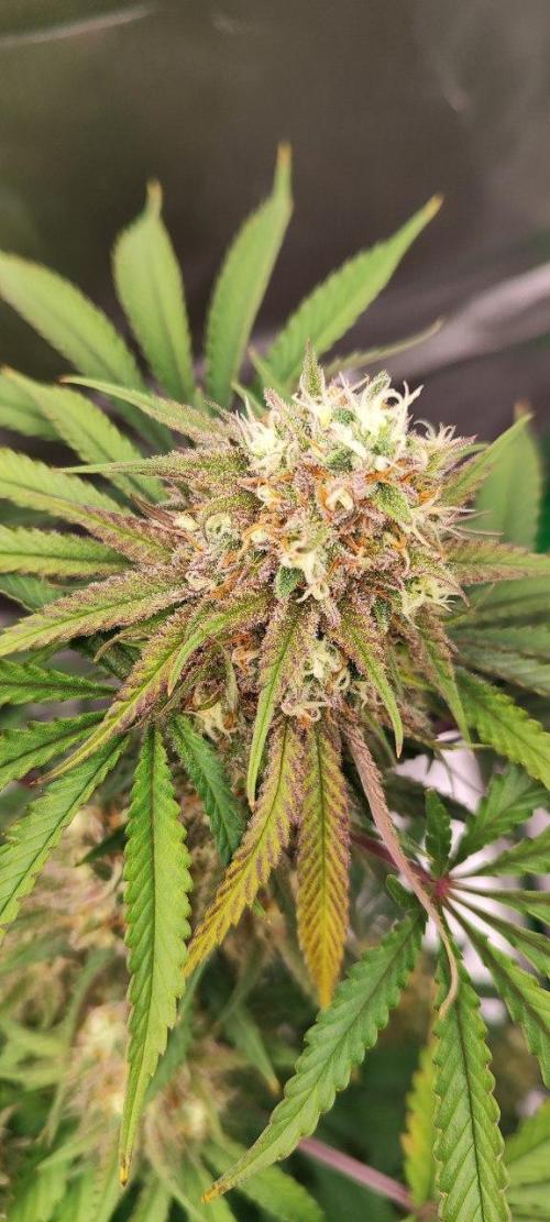 UKHTA (bonus unknown seed). Week 12 - BUD ROT