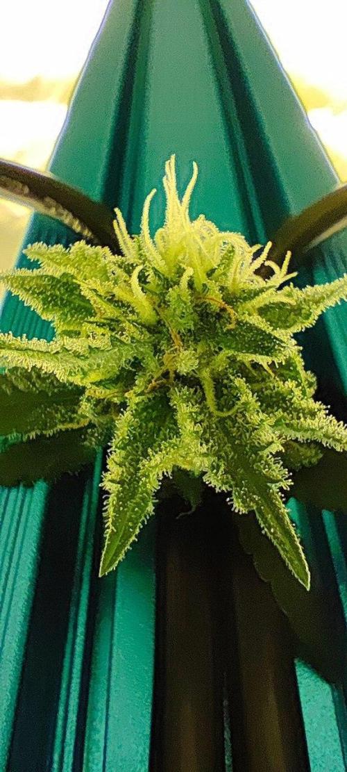 UKHTA (bonus unknown seed). Week 12