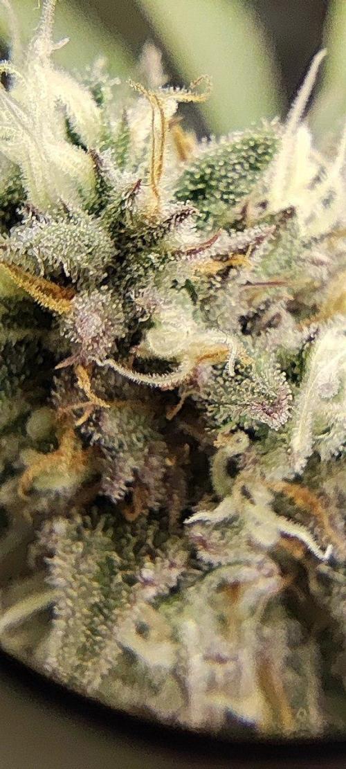 UKHTA (bonus unknown seed). Week 12