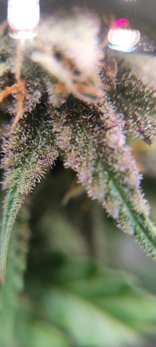 UKHTA (bonus unknown seed). Week 12