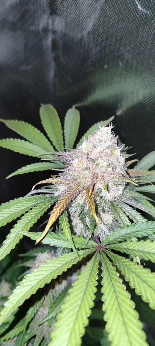 UKHTA (bonus unknown seed). Week 12