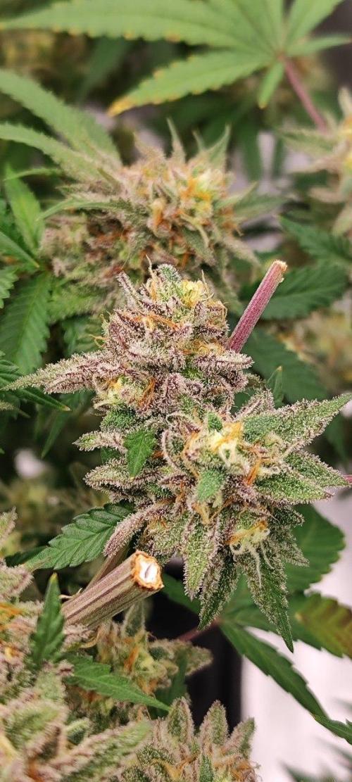 UKHTA (bonus unknown seed). Week 13