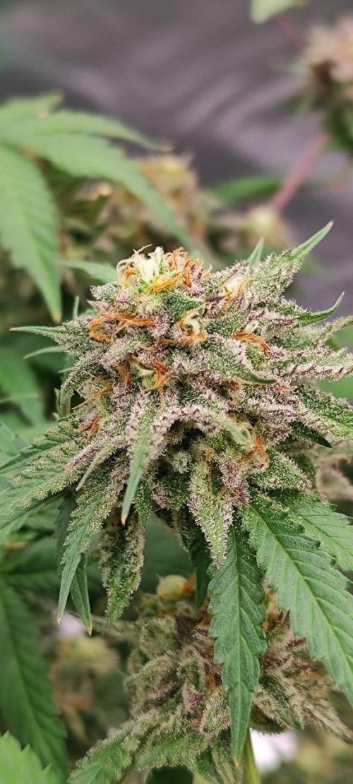 UKHTA (bonus unknown seed). Week 13