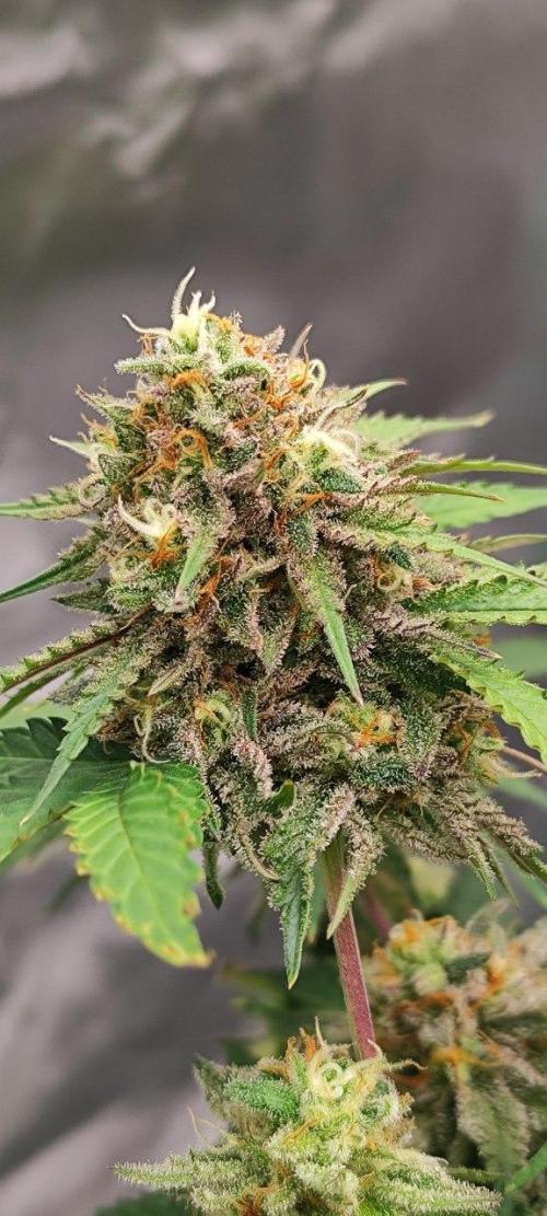 UKHTA (bonus unknown seed). Week 13