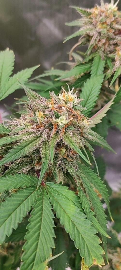 UKHTA (bonus unknown seed). Week 13