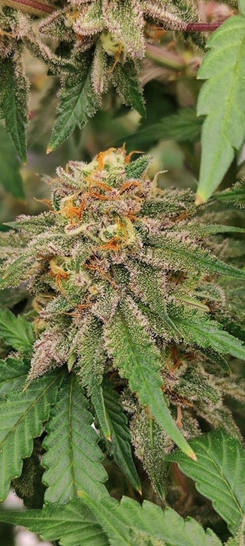 UKHTA (bonus unknown seed). Week 13