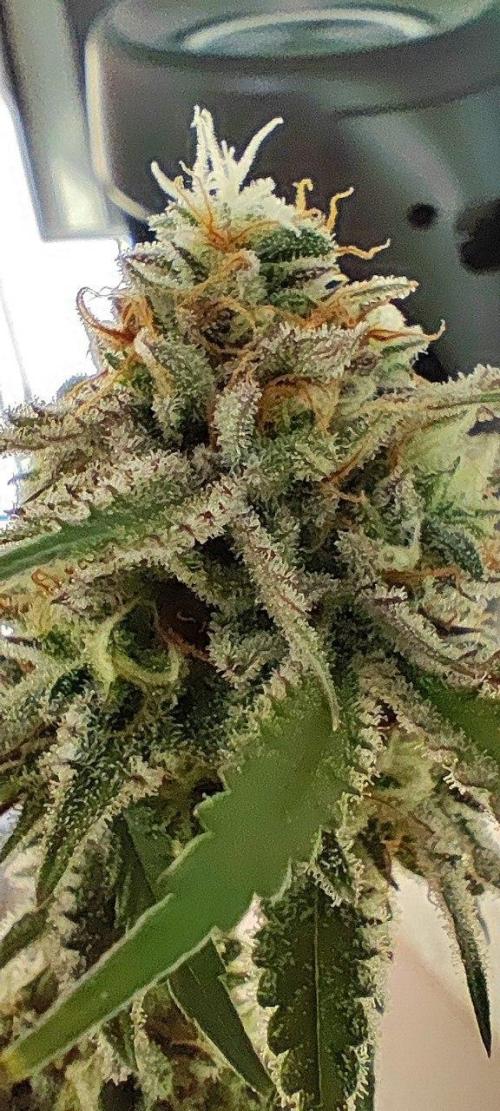 UKHTA (bonus unknown seed). Week 13