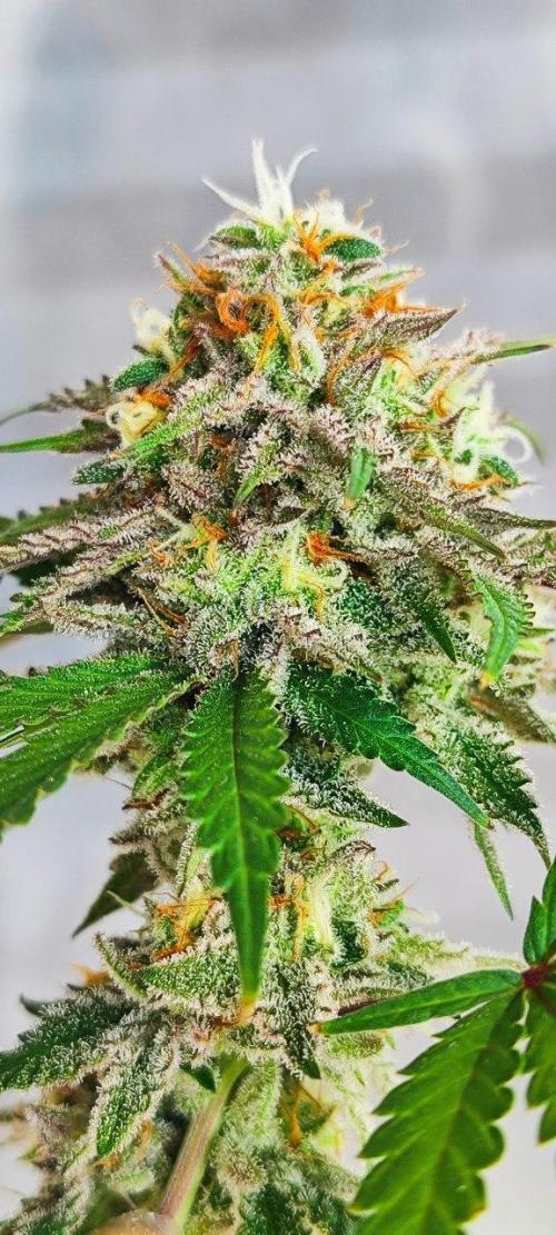 UKHTA (bonus unknown seed). Week 13