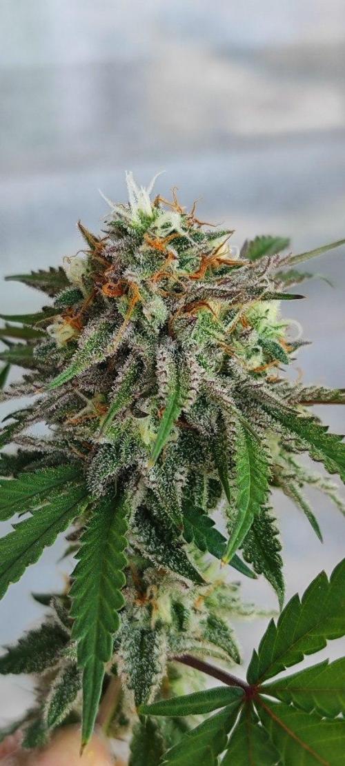 UKHTA (bonus unknown seed). Week 13