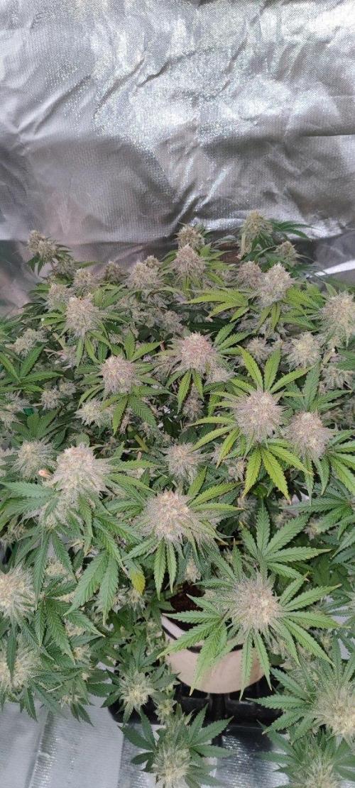 UKHTA (bonus unknown seed). Week 13