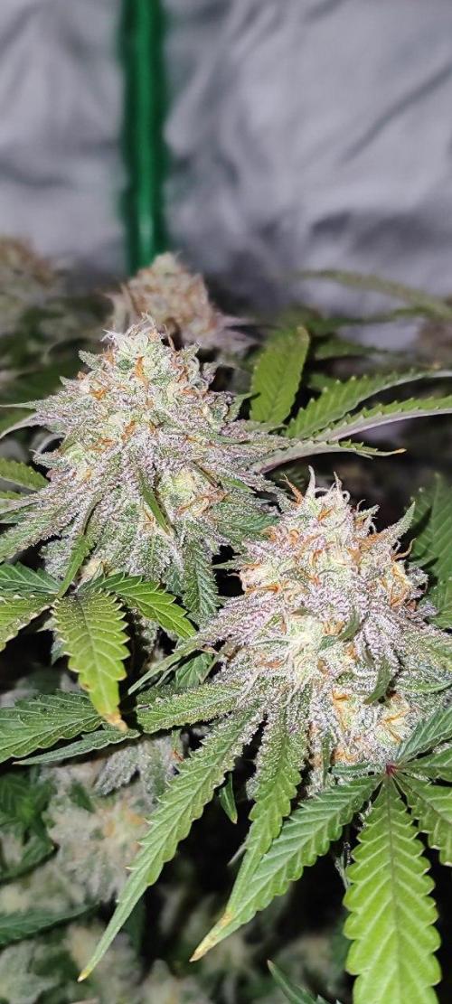 UKHTA (bonus unknown seed). Week 13