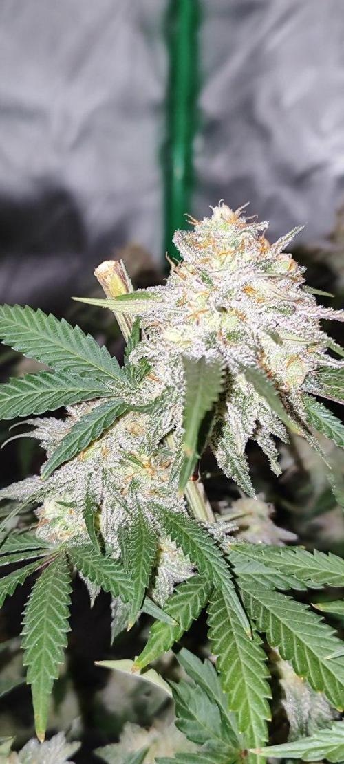 UKHTA (bonus unknown seed). Week 13