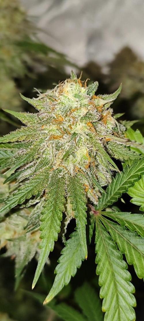 UKHTA (bonus unknown seed). Week 13