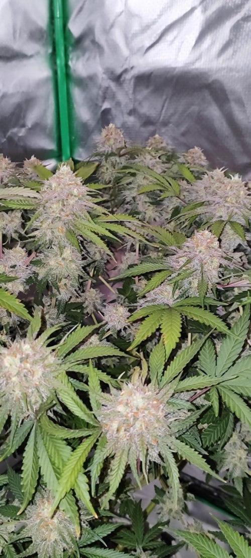 UKHTA (bonus unknown seed). Week 13