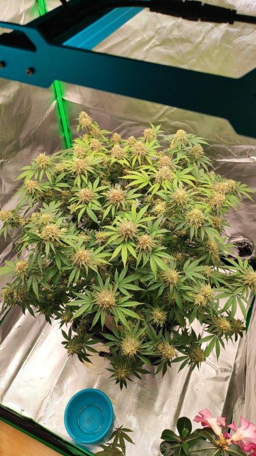 UKHTA (bonus unknown seed). Week 13