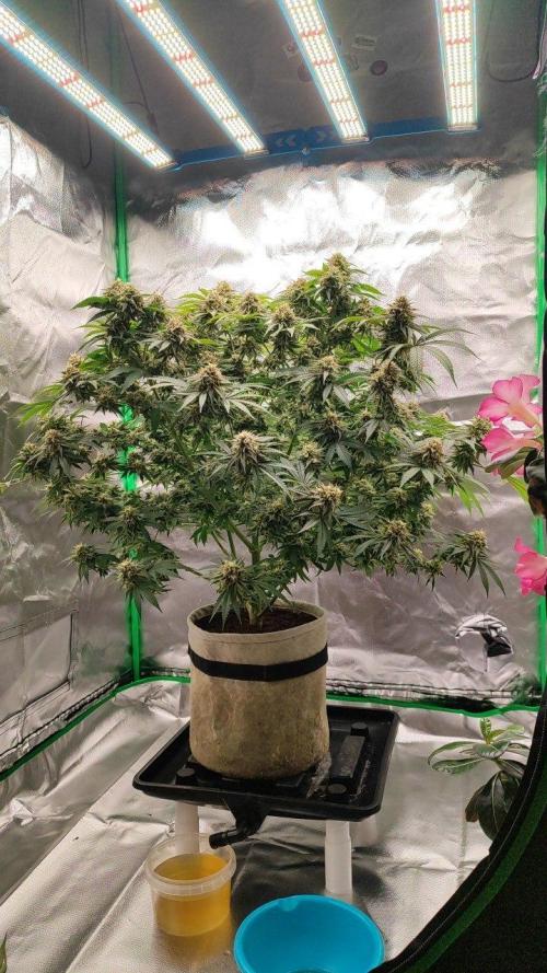 UKHTA (bonus unknown seed). Week 13