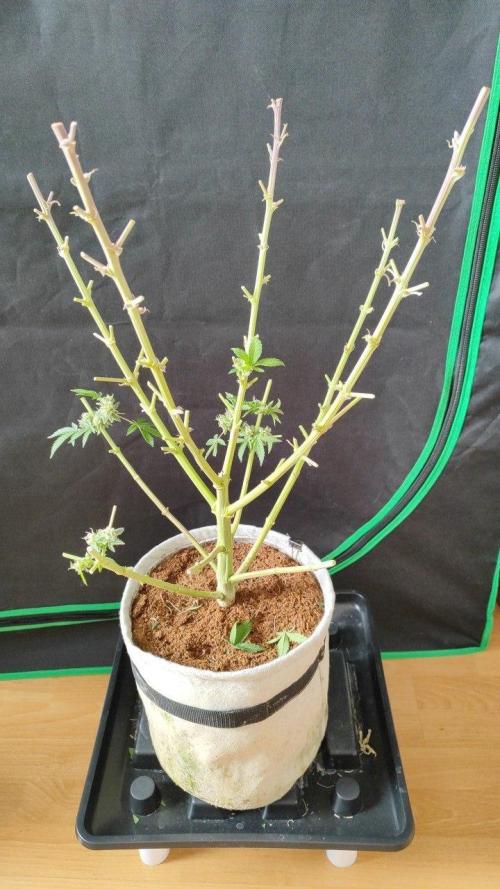 UKHTA (bonus unknown seed). Week 14