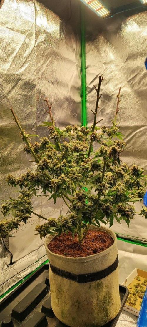 UKHTA (bonus unknown seed). Week 14