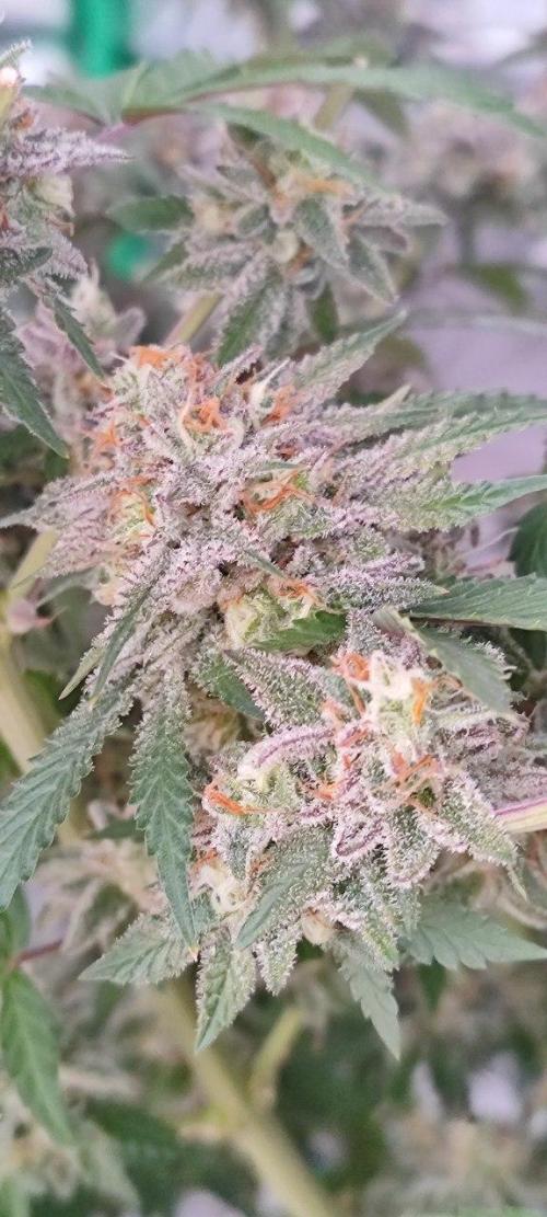 UKHTA (bonus unknown seed). Week 14