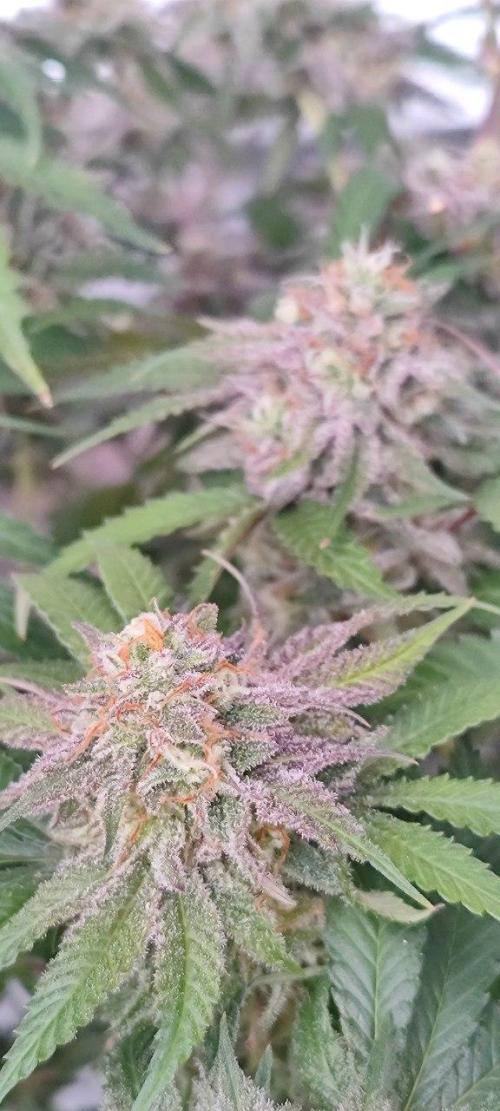 UKHTA (bonus unknown seed). Week 14