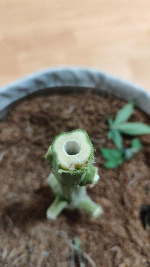 UKHTA (bonus unknown seed). Week 14