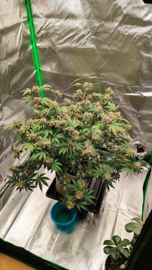 UKHTA (bonus unknown seed). Week 14