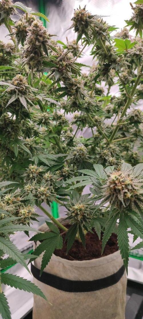 UKHTA (bonus unknown seed). Week 15